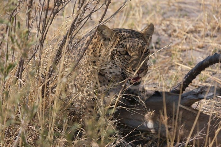 15-Day Mobile Camping Safari Through Botswana's Okavango & Makgadikgadi photo 4