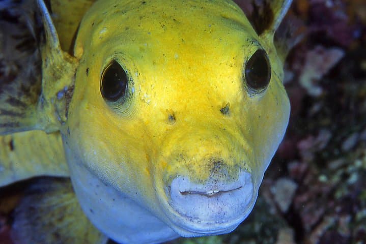 Scuba Diving Playa Hermosa & Gulf of Papagayo — Two-Tank Certified Dives photo 4