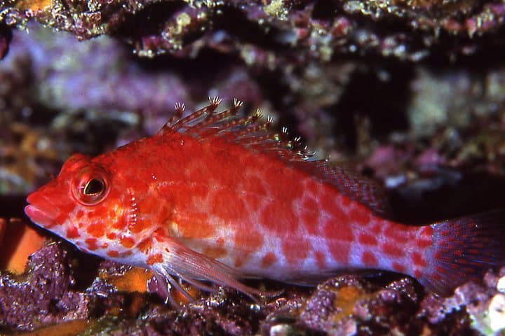 Scuba Diving Playa Hermosa & Gulf of Papagayo — Two-Tank Certified Dives photo 5