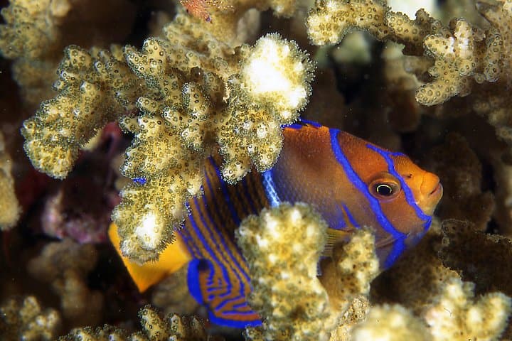 Scuba Diving Playa Hermosa & Gulf of Papagayo — Two-Tank Certified Dives photo 6