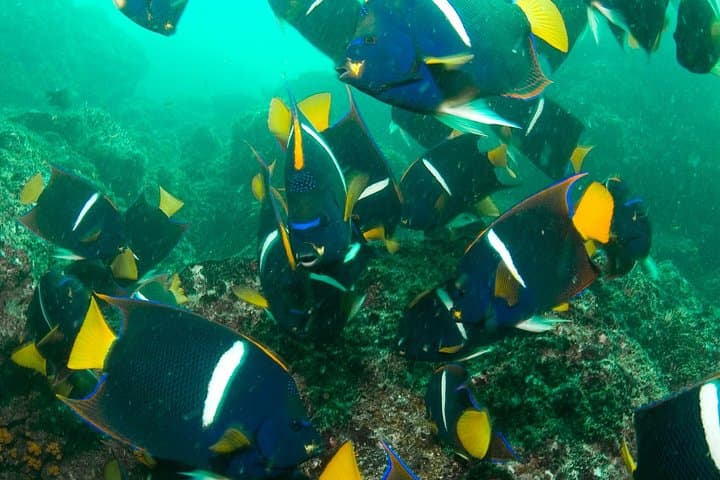 Scuba Diving Playa Hermosa & Gulf of Papagayo — Two-Tank Certified Dives photo 3