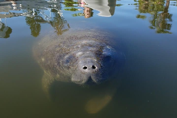 Kayak Mangrove Tunnels & Wildlife in Cocoa Beach: Dolphins, Manatees & Lagoon Tours photo 2