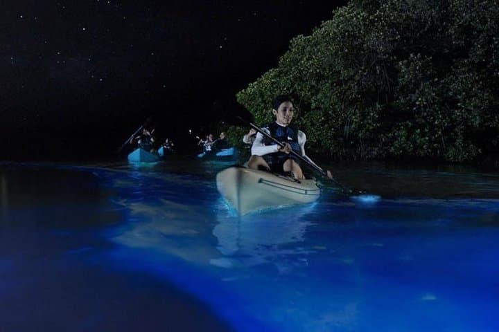 Kayak Mangrove Tunnels & Wildlife in Cocoa Beach: Dolphins, Manatees & Lagoon Tours photo 4