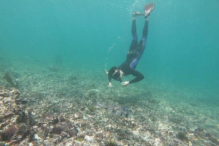 Half-Day Tintoreras Snorkel & Islet Walk — Isabela Island Wildlife Cruise photo 2