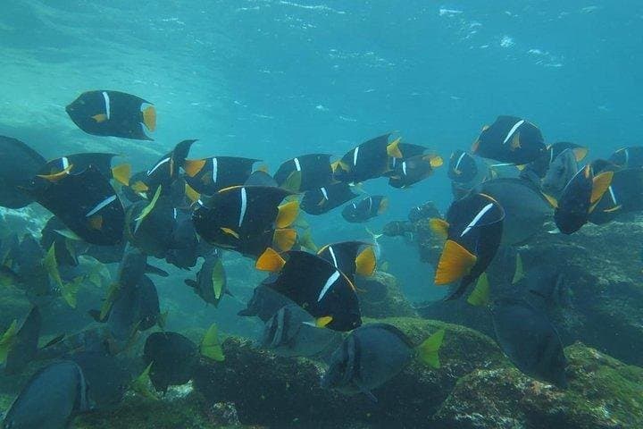 Full-Day Pinzón Island Snorkel & La Fe Coastal Hike from Puerto Ayora photo 5