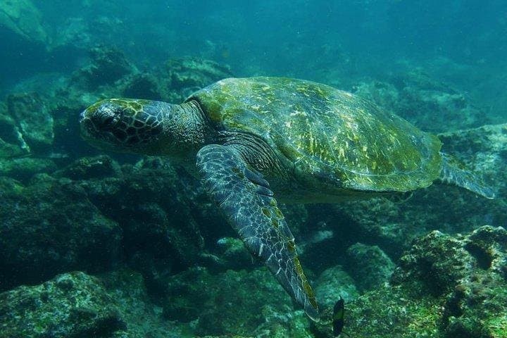 Full-Day Pinzón Island Snorkel & La Fe Coastal Hike from Puerto Ayora photo 6