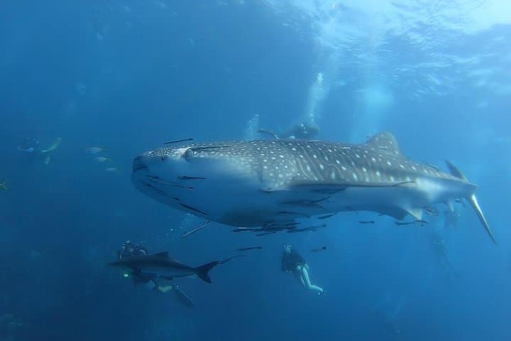 SSI Open Water Diver Certification on Koh Tao — 3-Day Scuba Course photo 3