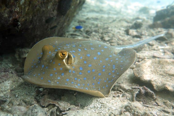 Private Basic Diver Course on Koh Tao — 1-Day Intro to Scuba photo 3