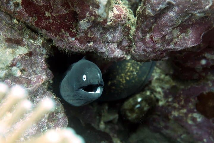 Private Basic Diver Course on Koh Tao — 1-Day Intro to Scuba photo 4