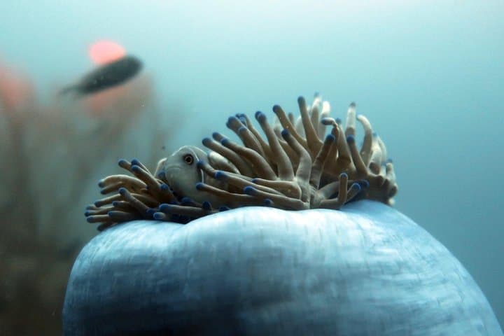 Private Basic Diver Course on Koh Tao — 1-Day Intro to Scuba photo 2