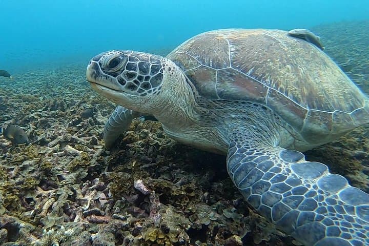 Private Basic Diver Course on Koh Tao — 1-Day Intro to Scuba
