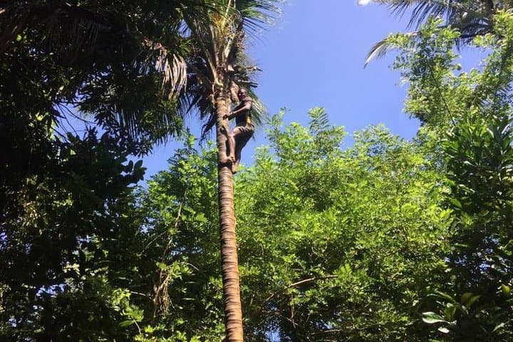 Zanzibar Spice Farm and Jozani Forest Private Tour: Red Colobus & Mangrove Walk photo 5