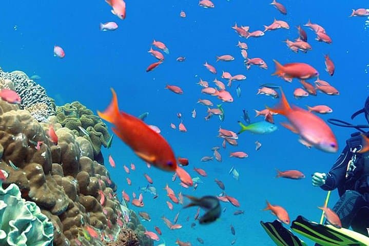 Nusa Penida Day Trip: Snorkel Manta Bay, Crystal Bay & Kelingking Viewpoint