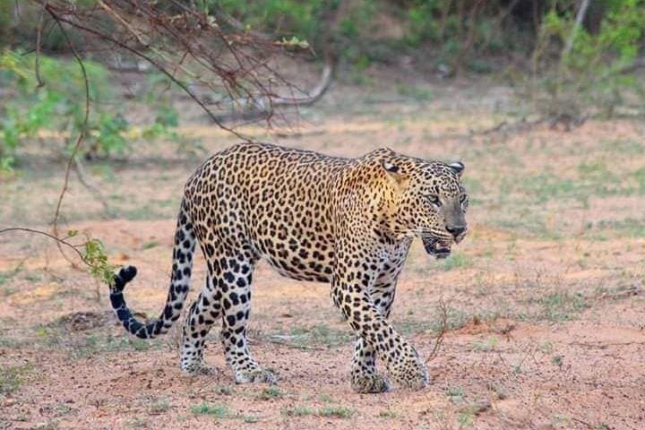 yala-day-safari-from-colombo-leopard-spotting-and-wildlife photo 4