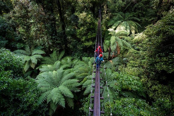 Auckland to Rotorua Canopy Zipline: Full-Day Private Forest Canopy Adventure photo 2