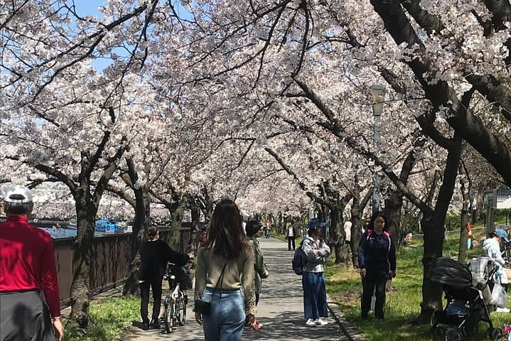 Osaka Sakura Picnic Hanami: Kema Sakuranomiya Cherry Blossom Walk photo 6