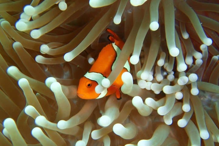 Great Barrier Reef Cruise from Townsville or Magnetic Island — Snorkel & Dive Day Trip photo 5