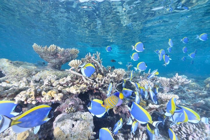 Introductory Scuba Dive in Eilat — Coral Beach Beginner Experience photo 2