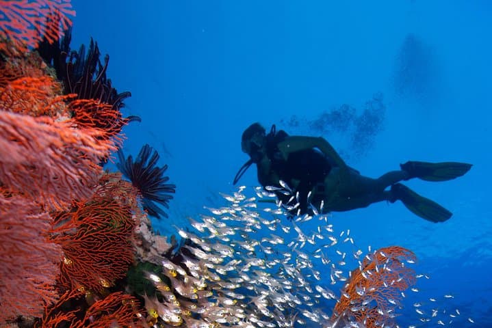 Introductory Scuba Dive in Eilat — Coral Beach Beginner Experience photo 5