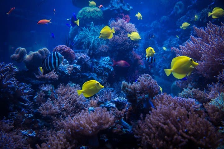 Introductory Scuba Dive in Eilat — Coral Beach Beginner Experience photo 6