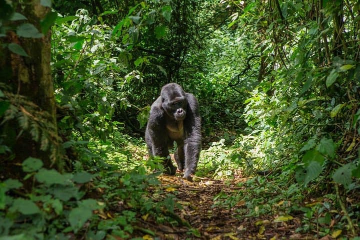 Gorilla Trekking in Bwindi Impenetrable National Park — Planning Guide & What to Expect