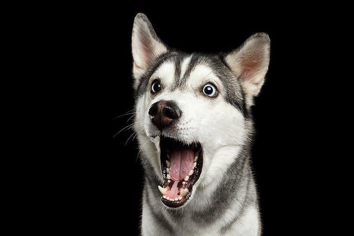 Puerto Vallarta Pet Photo Session — Professional Portraits with Your Pet photo 3
