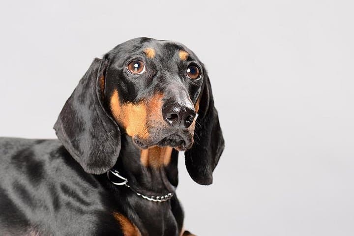 Puerto Vallarta Pet Photo Session — Professional Portraits with Your Pet photo 2