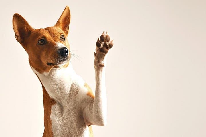 Puerto Vallarta Pet Photo Session — Professional Portraits with Your Pet photo 4