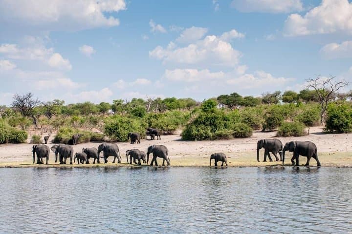 Chobe Day Trip: River Cruise and Big Five Safari from Kasane photo 4
