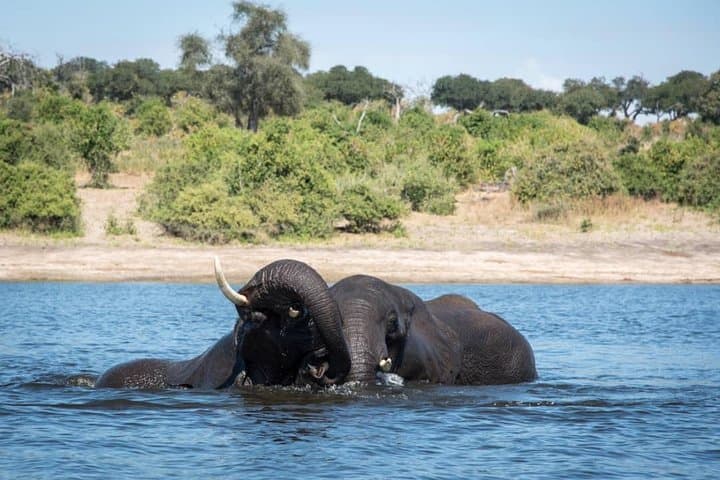 Chobe Day Trip: River Cruise and Big Five Safari from Kasane photo 6