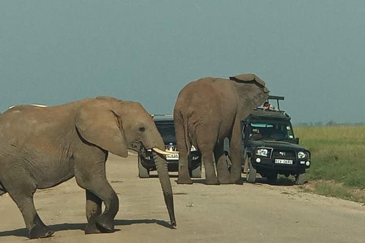 3-Day Amboseli Safari: Elephants, Mount Kilimanjaro Views & Private Lodge photo 3