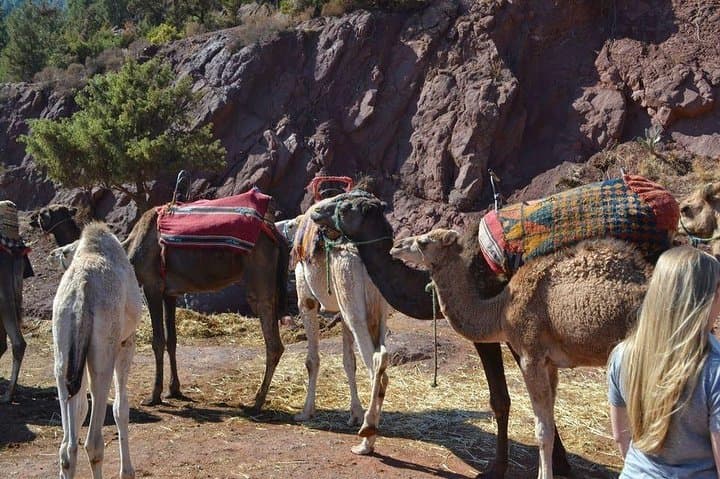 Three Valleys High Atlas Day Trip from Marrakech: Setti Fatma, Sidi Faress & Berber Lunch photo 5