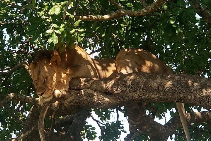 4-Day Maasai Mara & Lake Nakuru Safari — Migration, Big Five & Flamingos photo 1