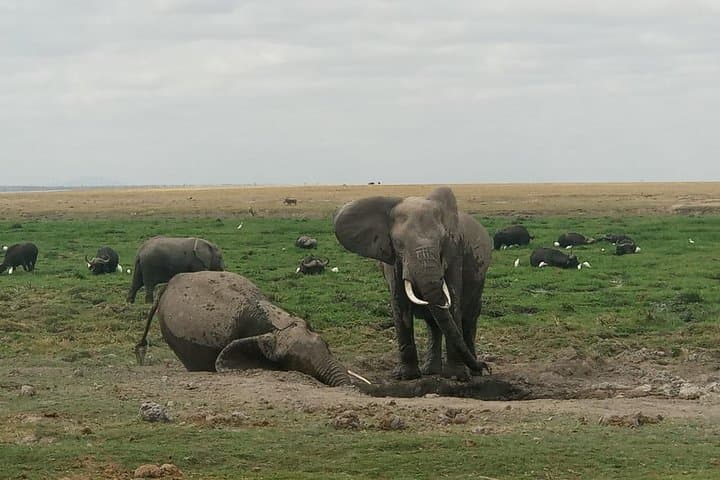 4-Day Maasai Mara & Lake Nakuru Safari — Migration, Big Five & Flamingos photo 2