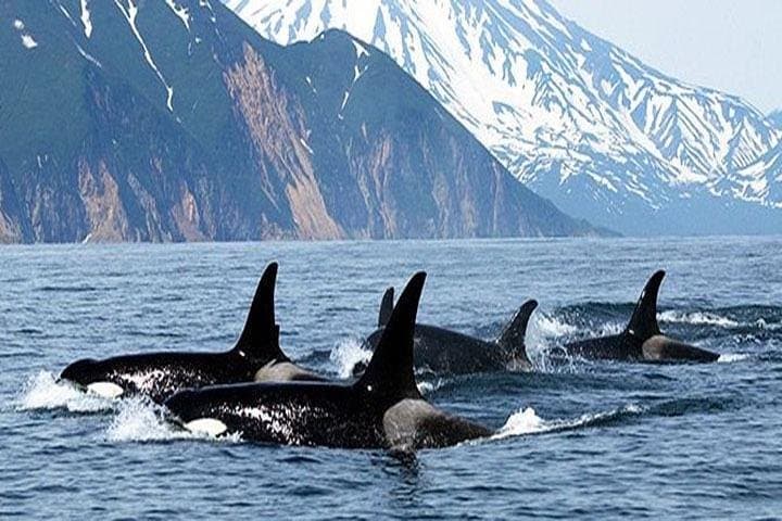 Vancouver Whale Watching Adventure: Orcas, Humpbacks & Gulf Islands Sights