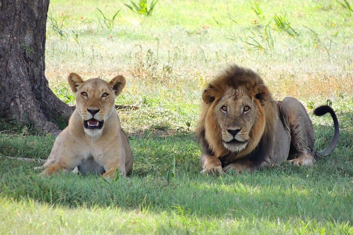 9-Day Kenya Safari: Masai Mara, Amboseli & Mombasa Adventure photo 1