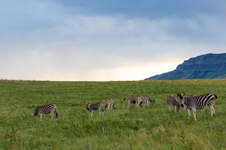 7-Day Mid‑Luxury Safari: Masai Mara, Lake Nakuru & Naivasha photo 5