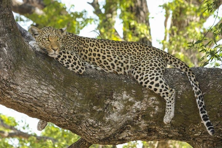 7-Day Mid‑Luxury Safari: Masai Mara, Lake Nakuru & Naivasha