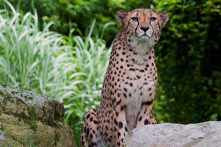 7-Day Mid‑Luxury Safari: Masai Mara, Lake Nakuru & Naivasha photo 2