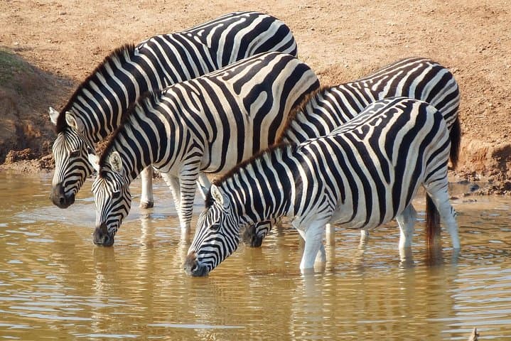 7-Day Mid‑Luxury Safari: Masai Mara, Lake Nakuru & Naivasha photo 3
