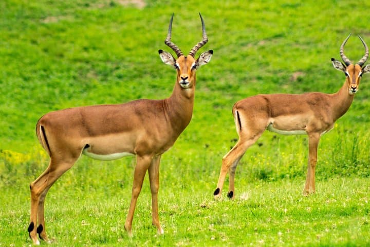 7-Day Mid‑Luxury Safari: Masai Mara, Lake Nakuru & Naivasha photo 4