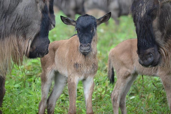 4-Day Authentic Honeymoon Safari — Serengeti & Ngorongoro Crater photo 6