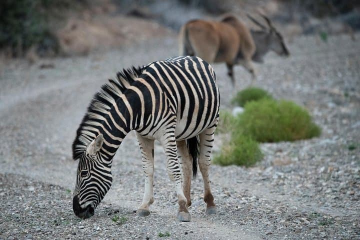 7-Day Mid‑Luxury Safari: Masai Mara, Lake Nakuru & Naivasha photo 6