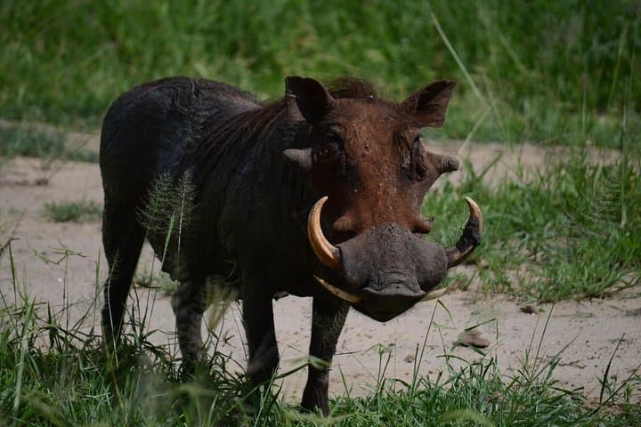 5-Day Serengeti, Tarangire & Ngorongoro Big Five Safari: Lodge and Camping Adventure photo 6