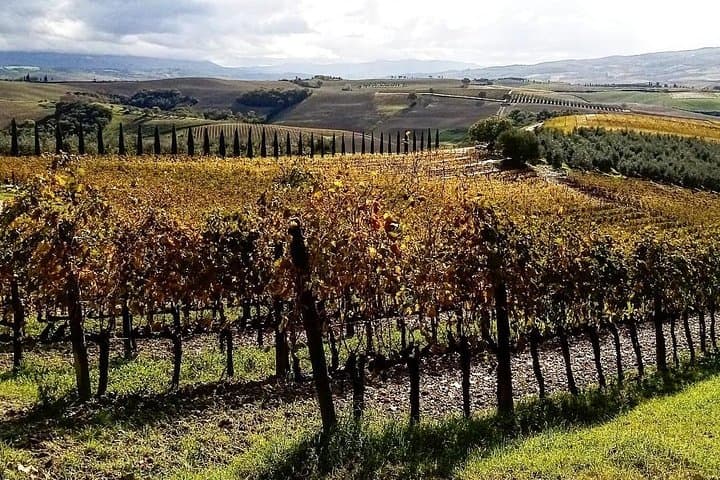Brunello Wine Tour and Val d'Orcia Landscape — Private Tuscan Winery Experience photo 5