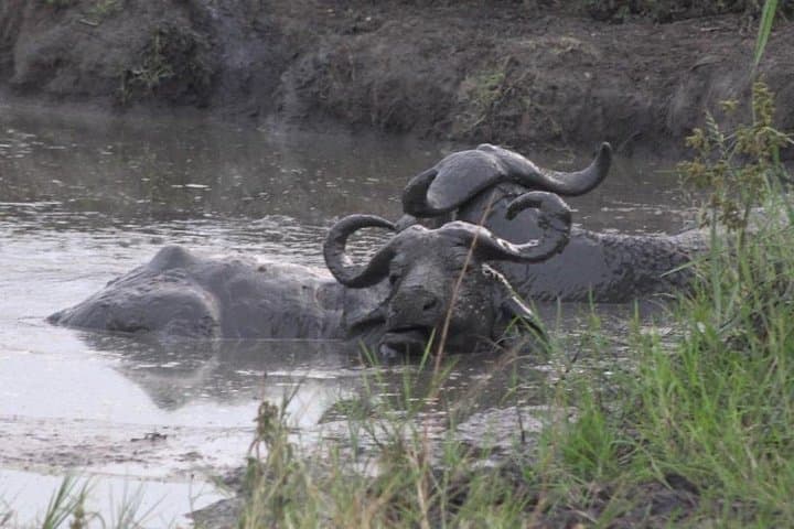 Lake Mburo One-Day Wildlife Safari: Zebras, Elands & Birding from Kampala