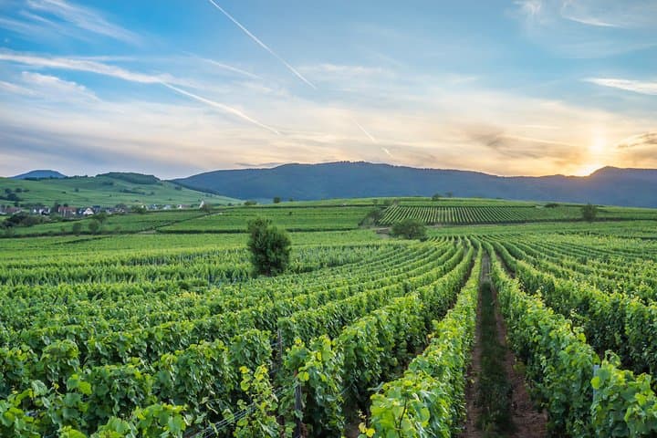 walking-the-mandelberg-vineyard-wine-tour-tasting-in-alsace photo 2