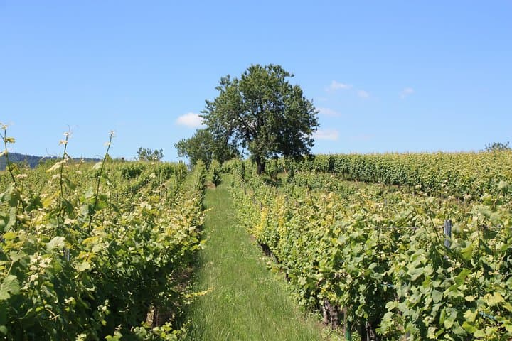 walking-the-mandelberg-vineyard-wine-tour-tasting-in-alsace photo 3