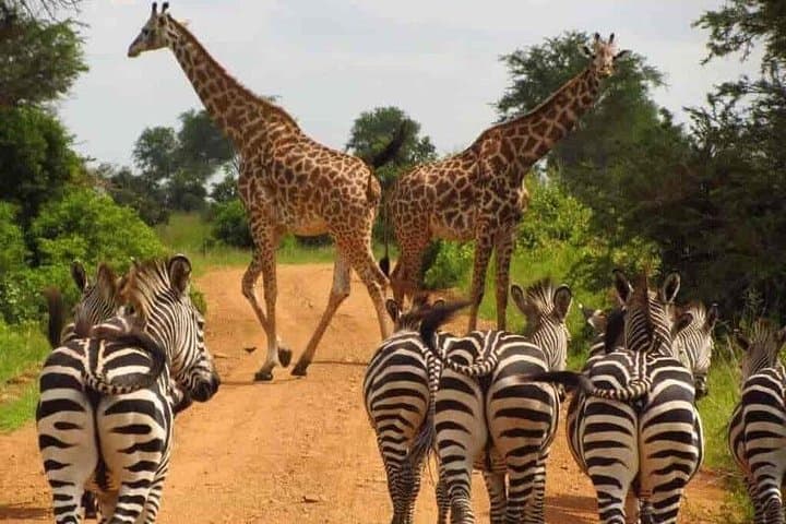 Unique Uganda Adventure: 8-Day Gorillas, Chimpanzees & Big Five Highlights