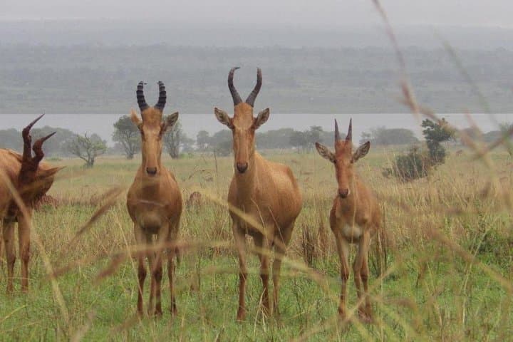 Unique Uganda Adventure: 8-Day Gorillas, Chimpanzees & Big Five Highlights photo 2